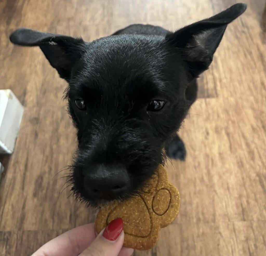 Black dog eating handmade peanut butter dog treat from Bow Wow Box UK