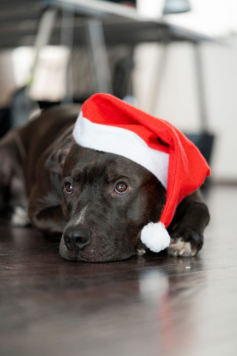 Chocolate Labrador wearing a red Santa hat lying on a wooden floor, part of Bow Wow Box's dog-safe Christmas guide