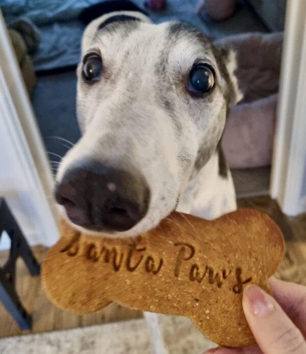 toby-eating-xmas-biscuit Christmas Bones