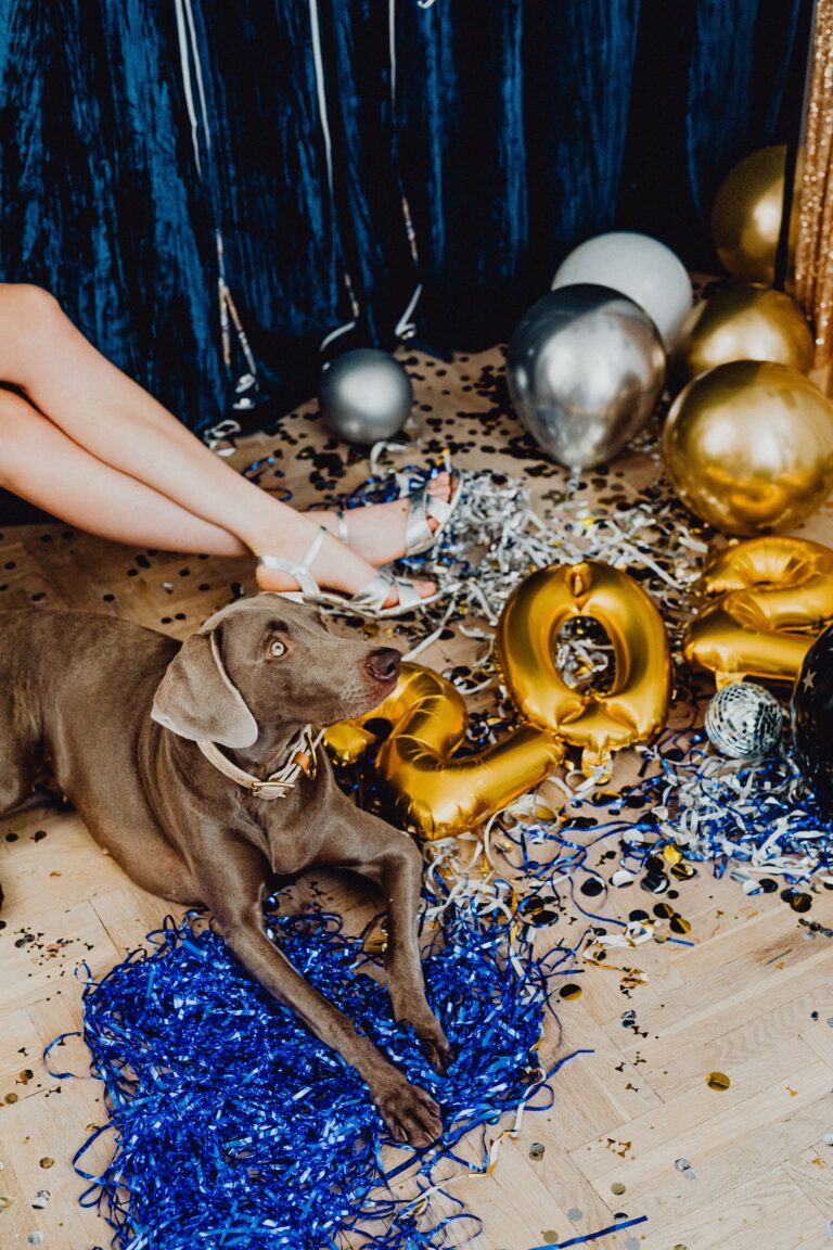 Weimaraner lying on the floor among New Year's Eve balloons and confetti, part of Bow Wow Box's healthy New Year resolutions guide for dogs