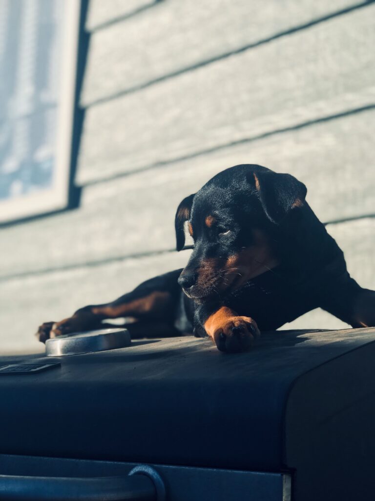 Rottweiler resting on top of a closed barbecue grill in a garden, illustrating Bow Wow Box's dog-safe BBQ guide