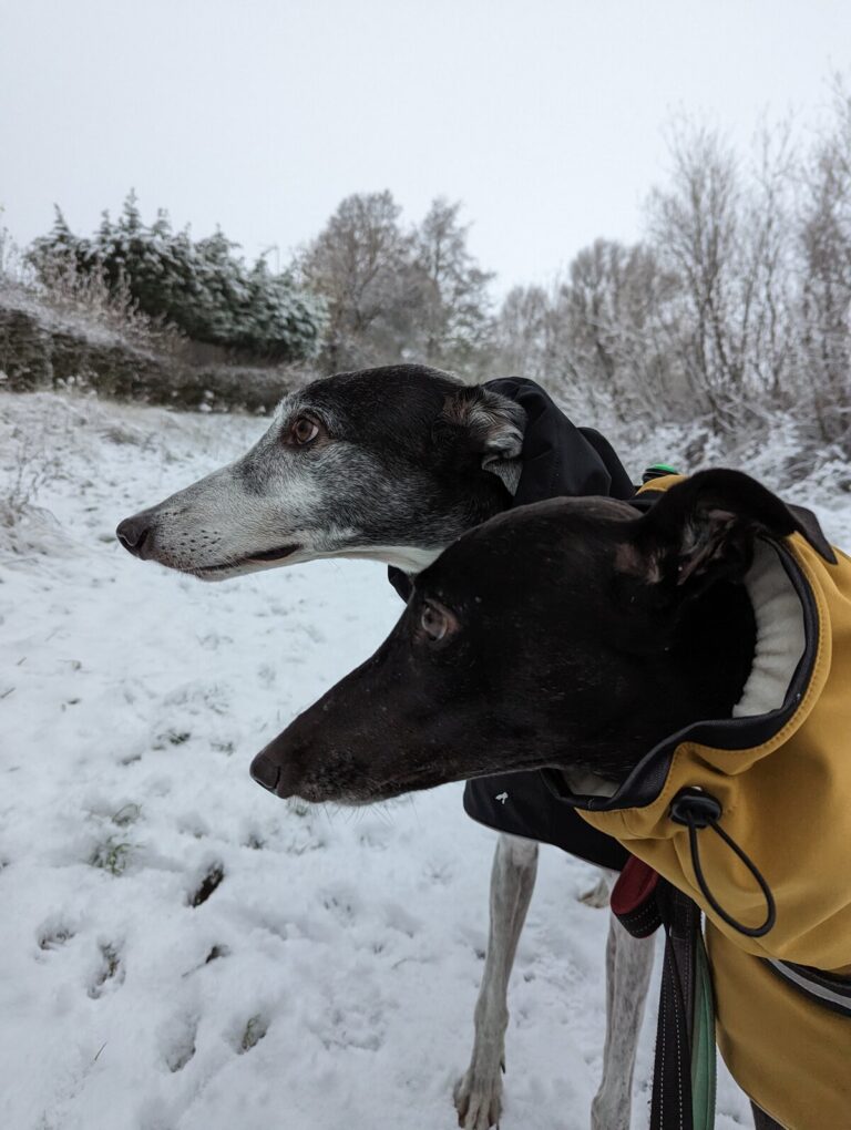 Toby and Poppy, Bow Wow Box's two resident taste-testing greyhounds, on a snowy walk