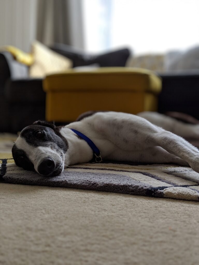 Toby the greyhound lying relaxed on a rug at home, illustrating a calm safe space for dogs