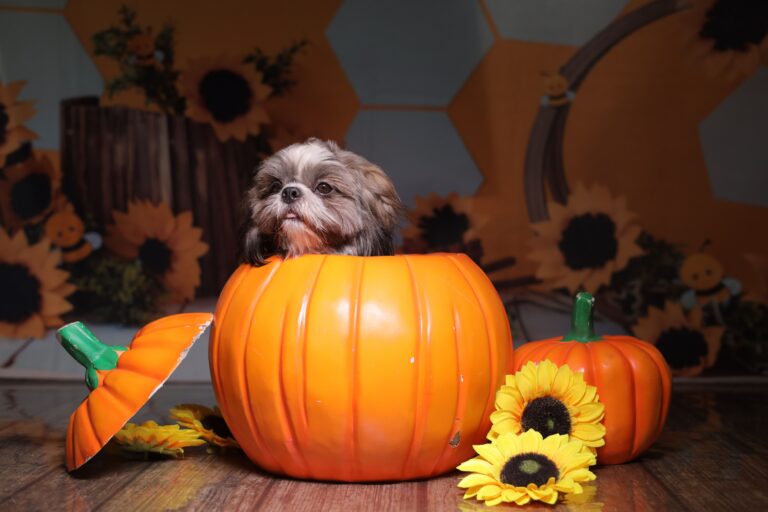 Shih Tzu peeking out of a decorative pumpkin surrounded by autumn sunflowers, illustrating Bow Wow Box's Halloween dog safety guide