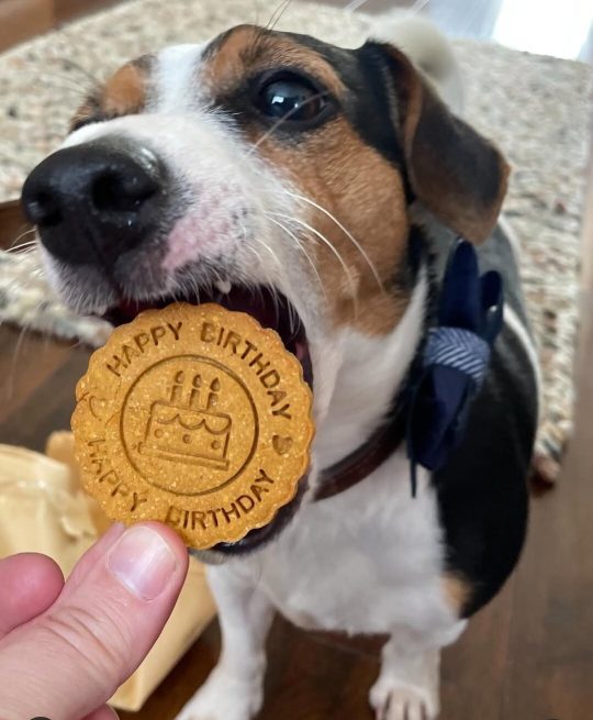 Dog holding a handmade Bow Wow Box birthday dog biscuit stamped with "Happy Birthday"